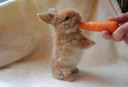 Mightybigkahuna's tweet photo. Happy Easter Everybunny! #EasterSunny #HeisRisen @CISN_Jack @ChrisScheetz @MattdeBuilder http://t.co/ItQW8f0BgK
