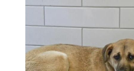 Hi! I'm Abby, a 3 year old female 48lbs. 8oz.. sfspca.org/adoptions/pet-…