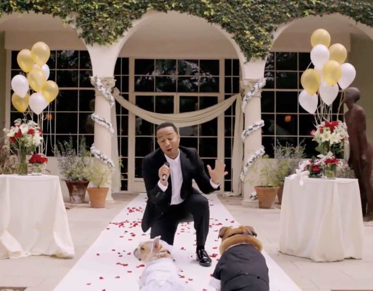 InstitutoPerro's tweet photo. Este famoso cantante sorprendió a dos bulldogs en su boda para cantarles una canción http://t.co/CTYotFyQYd http://t.co/NCz0uJ2xUA
