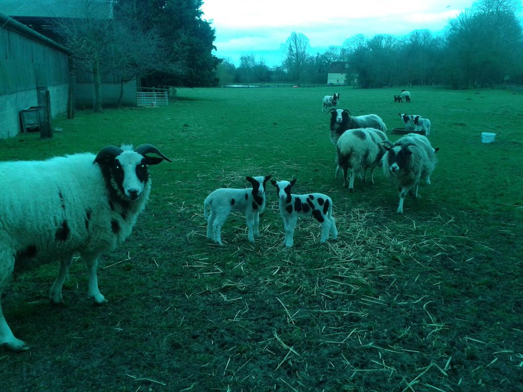 The Rookery Meadow lambs say Happy Easter! Nibbling the grass ready for Spring weddings. Thank you fluffy lamblets!