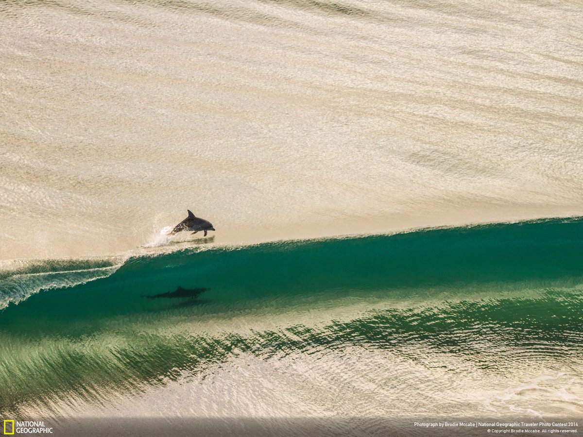 NatGeoTravel's tweet photo. Dolphins play in the waves off the coast of Point Danger, Australia http://t.co/EMohCvr2bw http://t.co/HFEzZICLWq