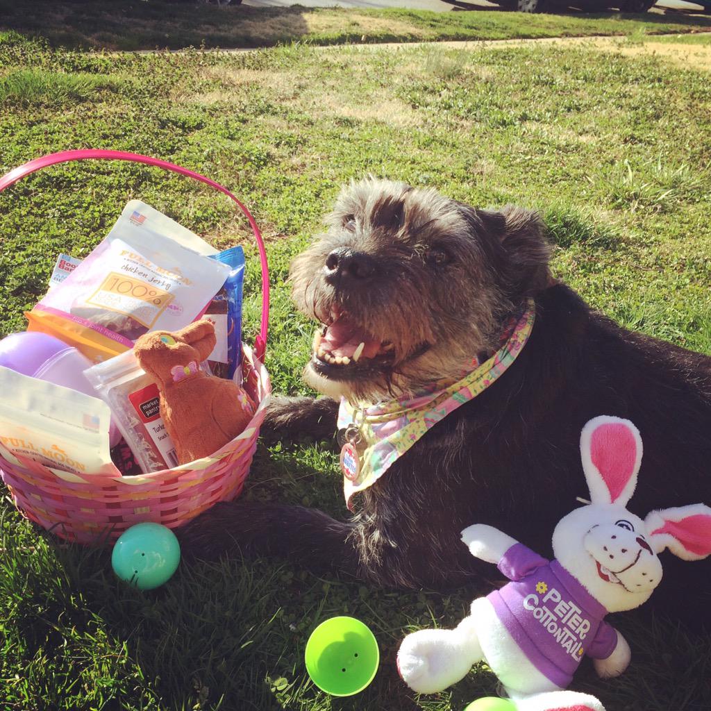 BMoreBella's tweet photo. Happy Easter everybody. I just had an Easter egg hunt. http://t.co/92I59HeSsx