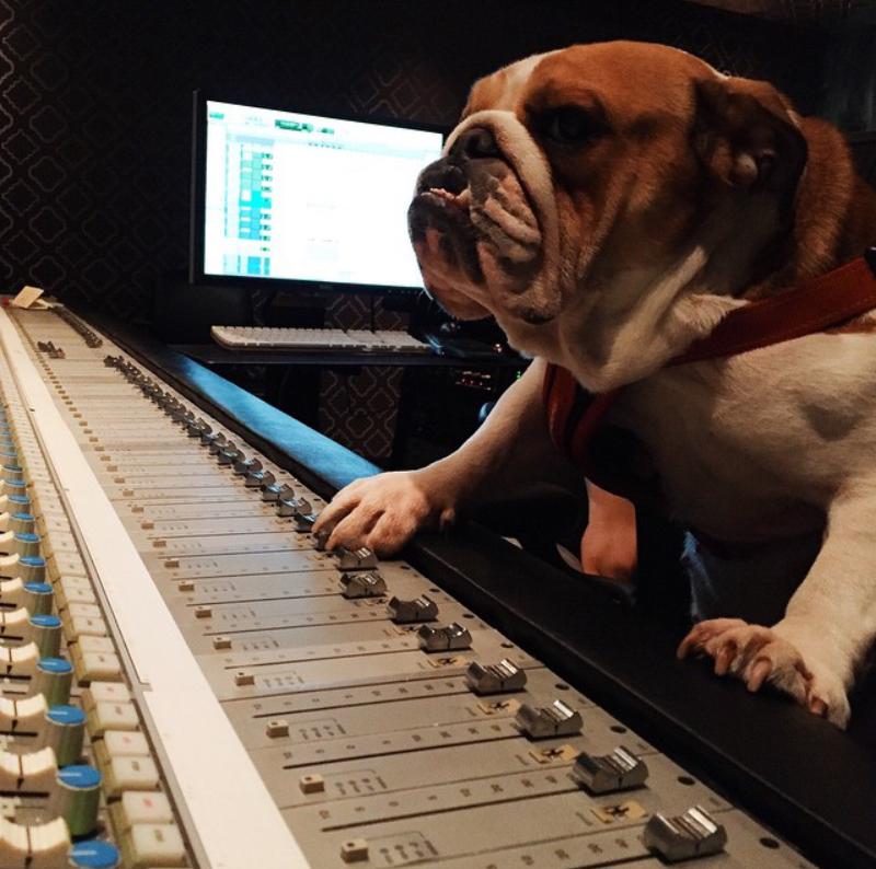 DianaSucha_44's tweet photo. @LewisHamilton: Coco on the mix!! #StudioPup #CocoHam #BestDog http://t.co/bgQfzJG4ZN