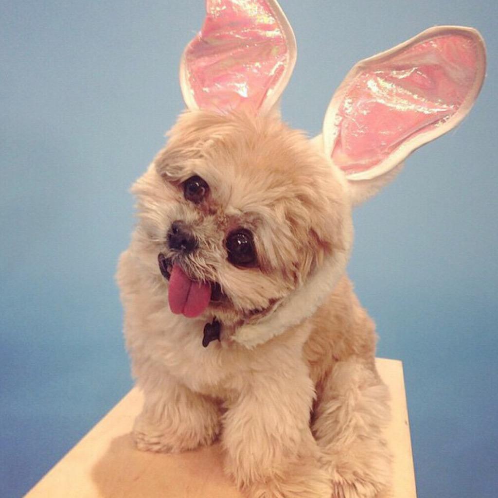MarnieTheDog's tweet photo. I'm a bunny haha no im not jk http://t.co/A7539Ww8RK