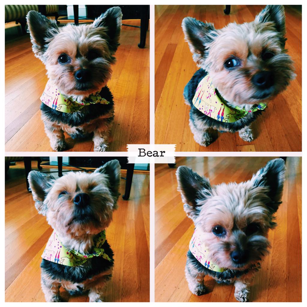shimmervault's tweet photo. Happy Easter! from someone who's less than thrilled to be wearing her Easter-themed Doggy Danner 🐻 cc @BearBogatsky http://t.co/tMuchBtar5