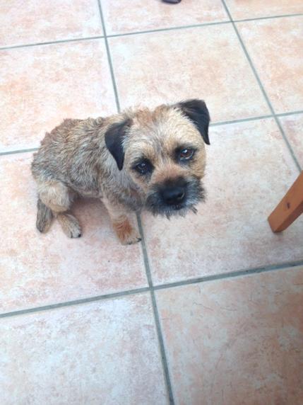 Molly_Border's tweet photo. #dinnerwatch
It's one of my jobs, along with stealing warm seats. http://t.co/kt1XoI2Ljl