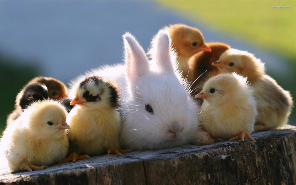 GHCAAZK's tweet photo. Happy #Easter everyone. We hope every bunny is surrounded by friends and family this year. http://t.co/fCTAX0rx7L