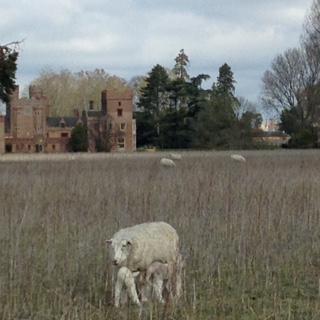 <a href="/CountryfileFans/">Countryfile Fans</a> This is why we love farming in #TheBrecks @thebrecks @oxburghhall #nobrainer!