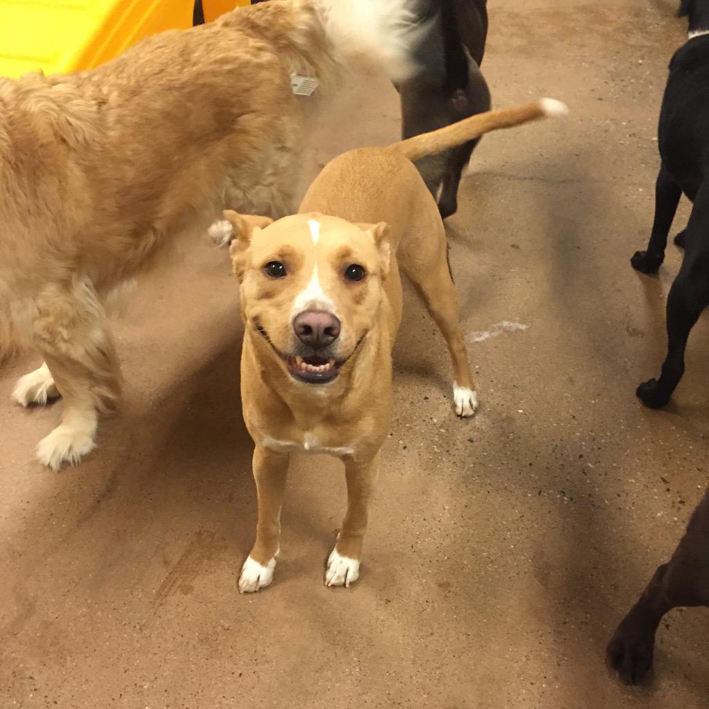 1582Petsmart's tweet photo. Howling good time in camp this #EasterSunday @CrystallWright @wikipickwick @crystal_arena @Spare422 @CoryZ_PETM http://t.co/TaKoQGkfHS
