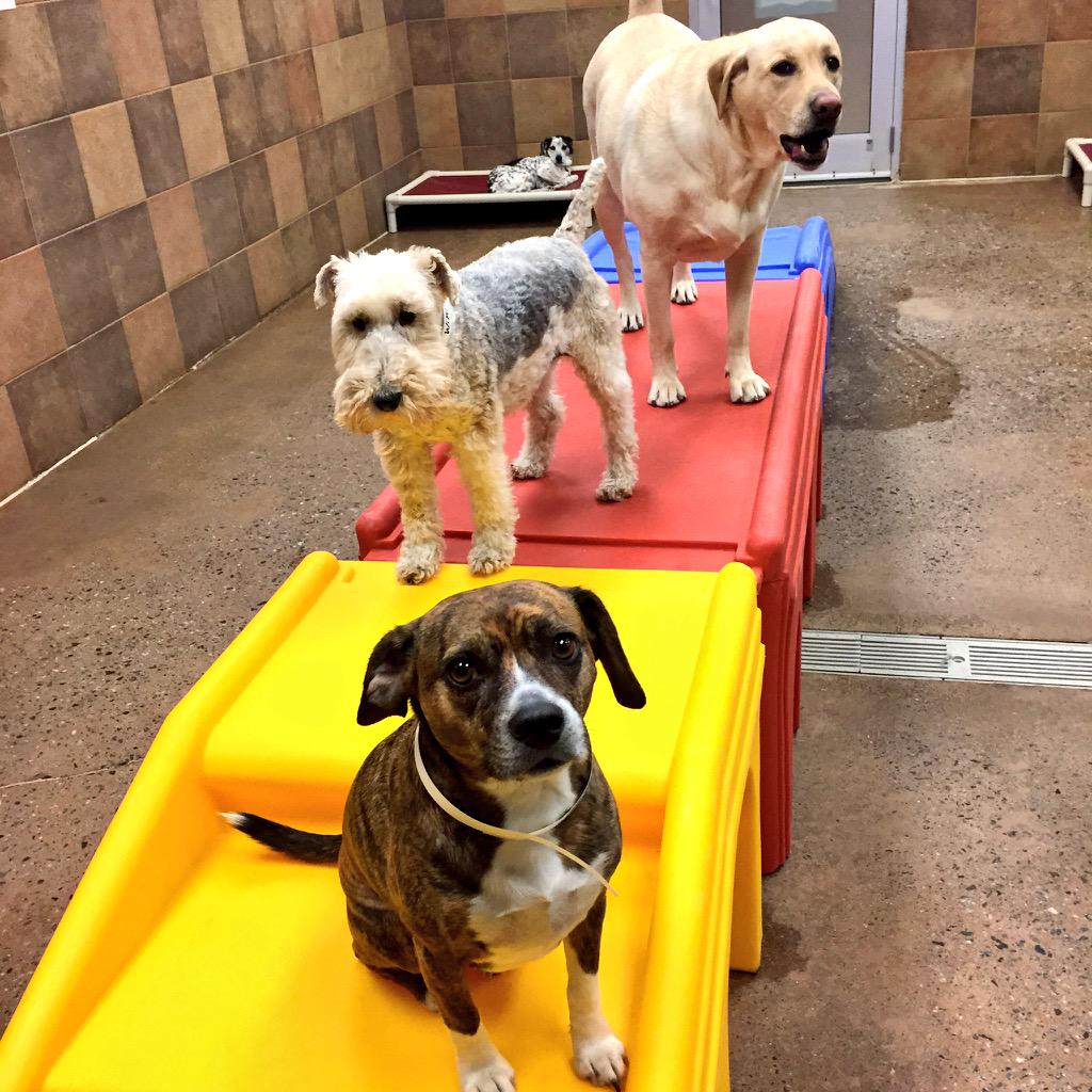1582Petsmart's tweet photo. Howling good time in camp this #EasterSunday @CrystallWright @wikipickwick @crystal_arena @Spare422 @CoryZ_PETM http://t.co/TaKoQGkfHS