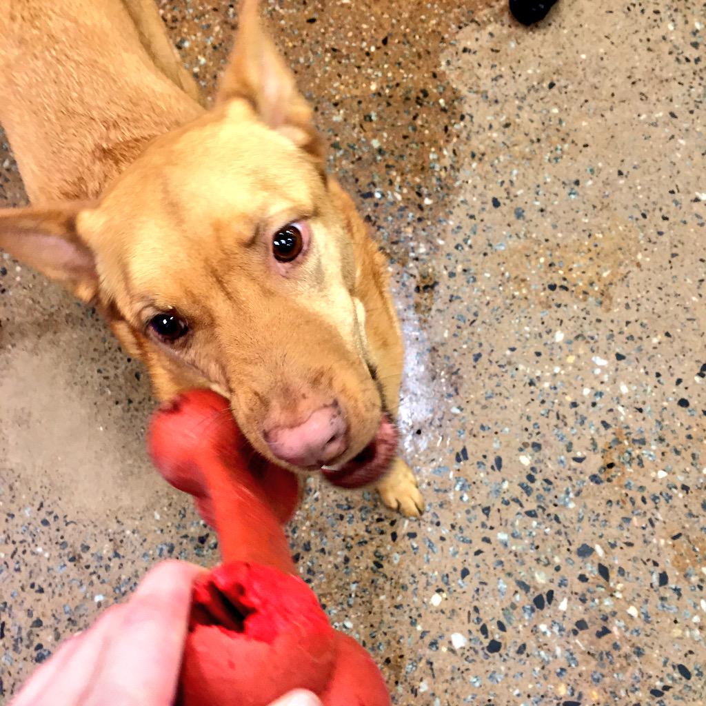 1582Petsmart's tweet photo. Howling good time in camp this #EasterSunday @CrystallWright @wikipickwick @crystal_arena @Spare422 @CoryZ_PETM http://t.co/TaKoQGkfHS