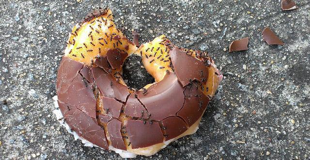 Gizmodo's tweet image. Urban ants are adapted to junk food: gizmo.do/Gfp91Mz