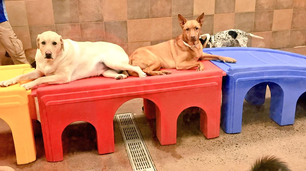 1582Petsmart's tweet photo. More Easter camp photos! 🐣🌷@PetSmart @CoryZ_PETM @crystal_arena @Spare422 #EasterSunday #petsmarthotel http://t.co/gnpELK63eK