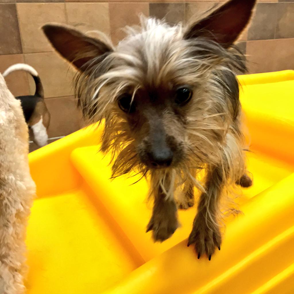 1582Petsmart's tweet photo. More Easter camp photos! 🐣🌷@PetSmart @CoryZ_PETM @crystal_arena @Spare422 #EasterSunday #petsmarthotel http://t.co/gnpELK63eK