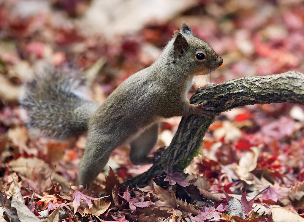 Squirrel Pics (@squirrel_pix) on Twitter photo 