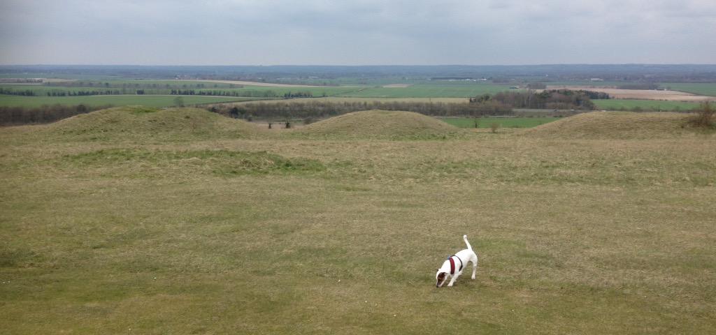 EmilyPrevCons's tweet photo. Walkies in Royston Heath #archaelology #longbarrow #roundbarrows http://t.co/wNjdCXmOW0
