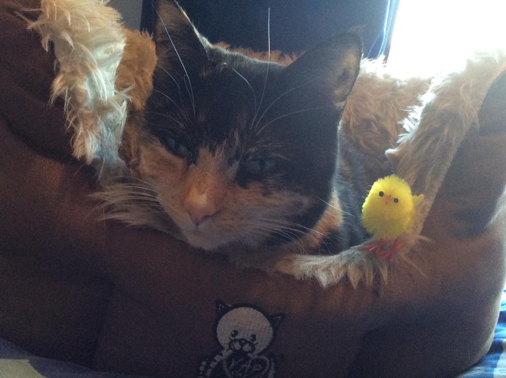 MeowingRuby's tweet image. Happy Easter! Meet my new friend called Simon meow