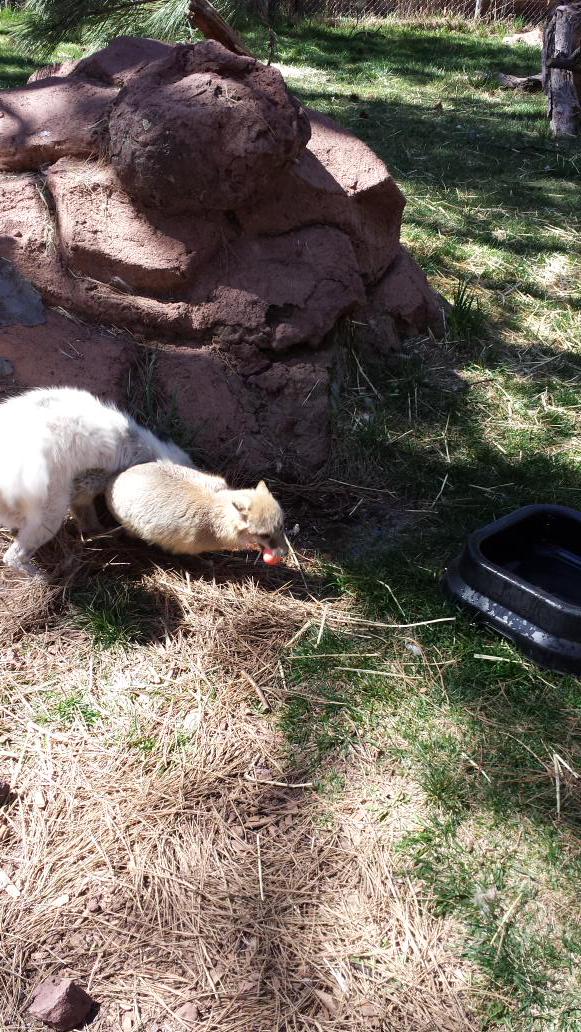 bearizona's tweet photo. Francis and Yazzie went on an egg hunt! #Easter #enrichment #redmarblefox #swiftfox http://t.co/Buw2CDajjF