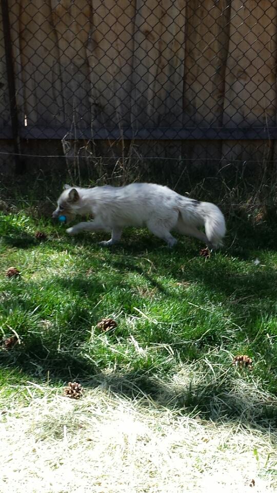 bearizona's tweet photo. Francis and Yazzie went on an egg hunt! #Easter #enrichment #redmarblefox #swiftfox http://t.co/Buw2CDajjF