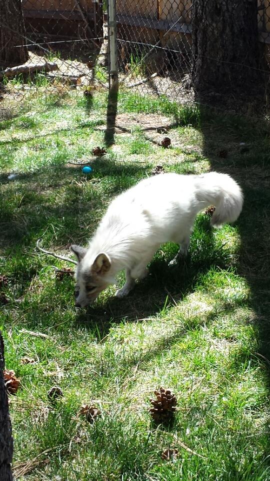 bearizona's tweet photo. Francis and Yazzie went on an egg hunt! #Easter #enrichment #redmarblefox #swiftfox http://t.co/Buw2CDajjF