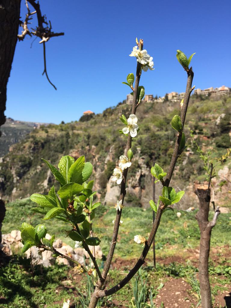 miladhad's tweet photo. Spring at my hometown #hadsheet http://t.co/cSemgkuVPL
