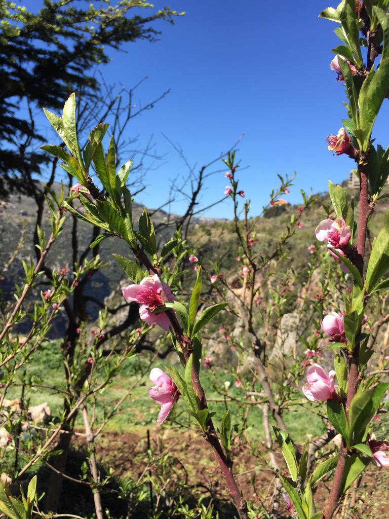 miladhad's tweet photo. Spring at my hometown #hadsheet http://t.co/cSemgkuVPL