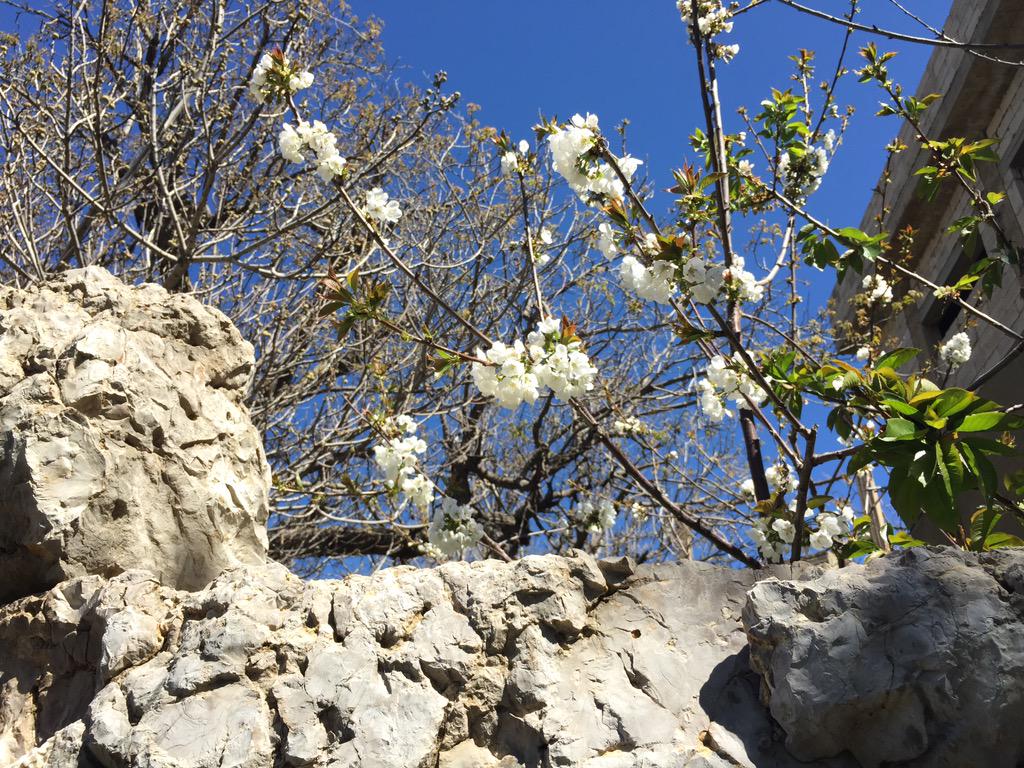 miladhad's tweet photo. Spring at my hometown #hadsheet http://t.co/cSemgkuVPL
