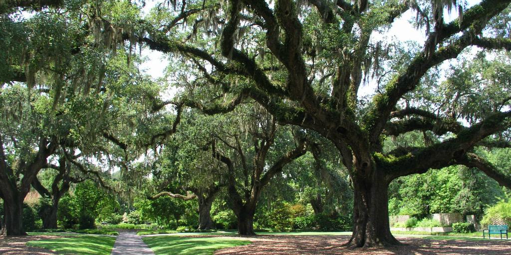 VisitTheUSA's tweet image. .@brookgreensc is covered in beautiful 200-year-old oak trees w/ enchanting moss-draped canopies. @Discover_SC!