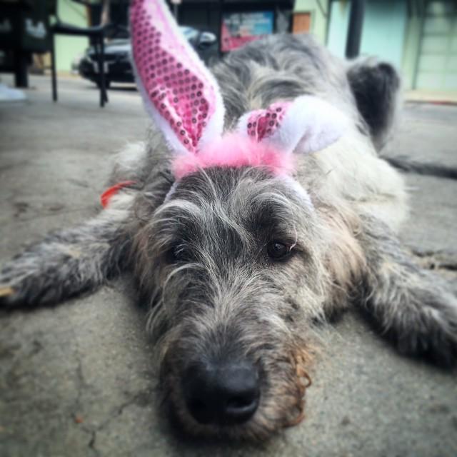 zanelamprey's tweet photo. Happy Easter... #PleaseTakeItOff http://t.co/nT9RRCKL74