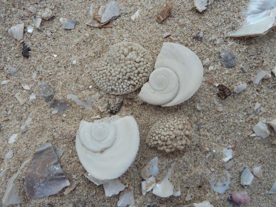 Sarah Gall (@sarahcgall) on Twitter photo .<a href="/MayaPlass/">Maya Plass</a> Is this a nautilus operculum? Found nr Cape Town, SA (Indian Ocean) by parents. Both sides shown... .<a href="/MayaPlass/">Maya Plass</a> Is this a nautilus operculum? Found nr Cape Town, SA (Indian Ocean) by parents. Both sides shown...