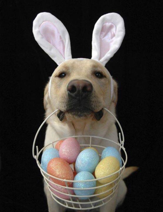 petpoint_ok's tweet image. Muy felices pascuas para todos!
Saludos de todos los que hacemos Pet Point! #FelicesPascuas
