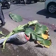 Hasil ngeBM dri komunitas outsider jngn smpai <a href="/KKIndonesia/">KK Indonesia</a> sperti ini <a href="/kotakband_/">Official KOTAK</a> kudu ditegaskan dri pihak kotaknya