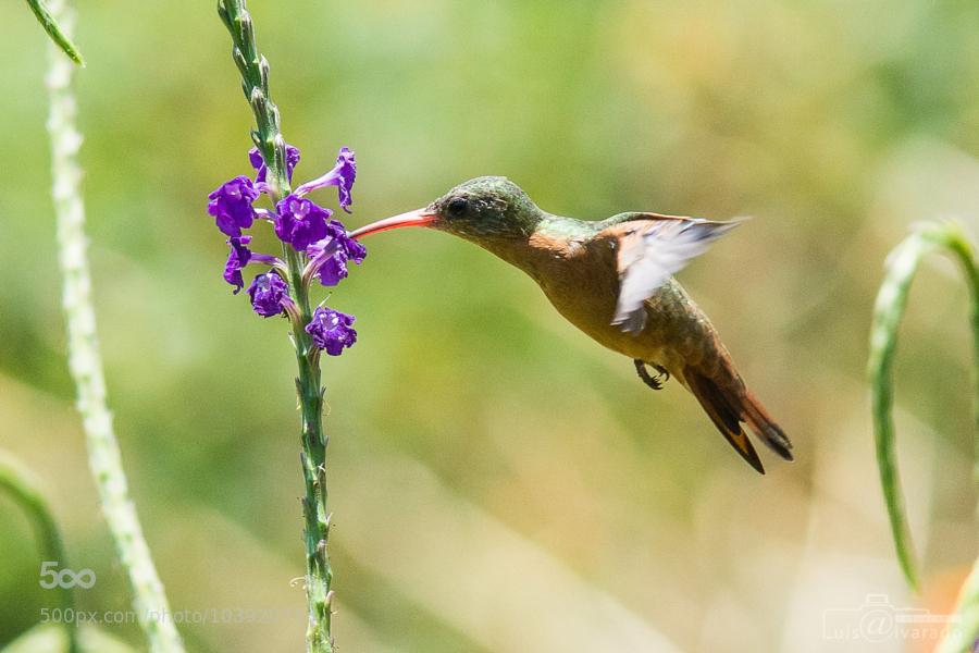 Team_Viken's tweet photo. Colibrí / Costa Rica by LuisAlvarado #Photography #Nature http://t.co/sxT7jdRDnQ
