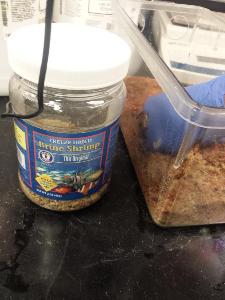 monsoonmichaud's tweet photo. Making Easter dinner for the fish #selflessactsofkindness http://t.co/mZKPijchUo