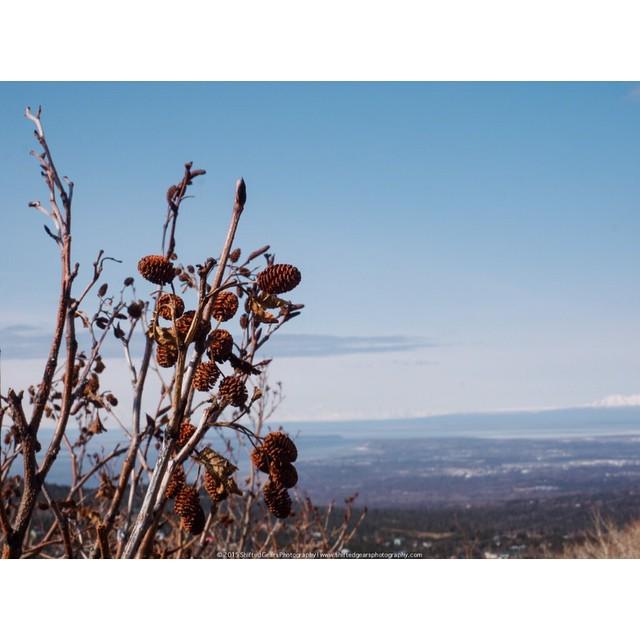 MorriganCora's tweet photo. The views are always amazing. / #spring #alaska #projectalaska #pinecone #nature #landscap… http://t.co/7vThltpZJj http://t.co/mYdt9Kaw81