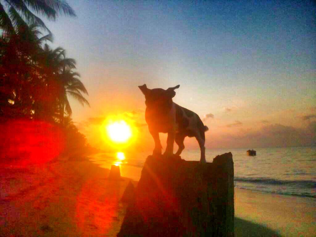Questadv's tweet photo. It's not the Easter Bunny. It's the Easter Bandit... #Quest #Puppy #sunset #lifeinthedeepsouth #happiness http://t.co/9XRjJomEIU