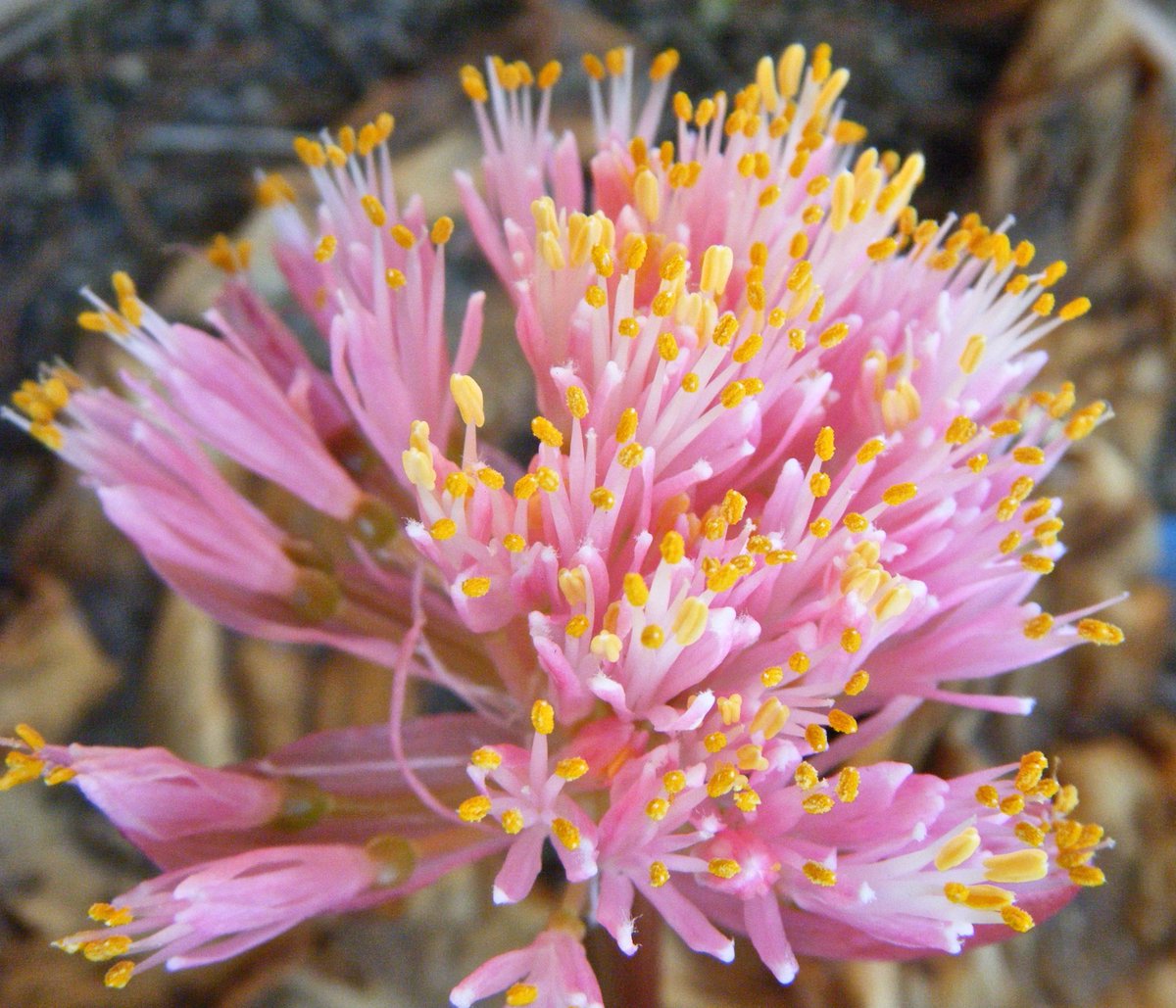 Bulbophile's tweet image. African Blood Lily #haemanthus sanguine (rare pink form)