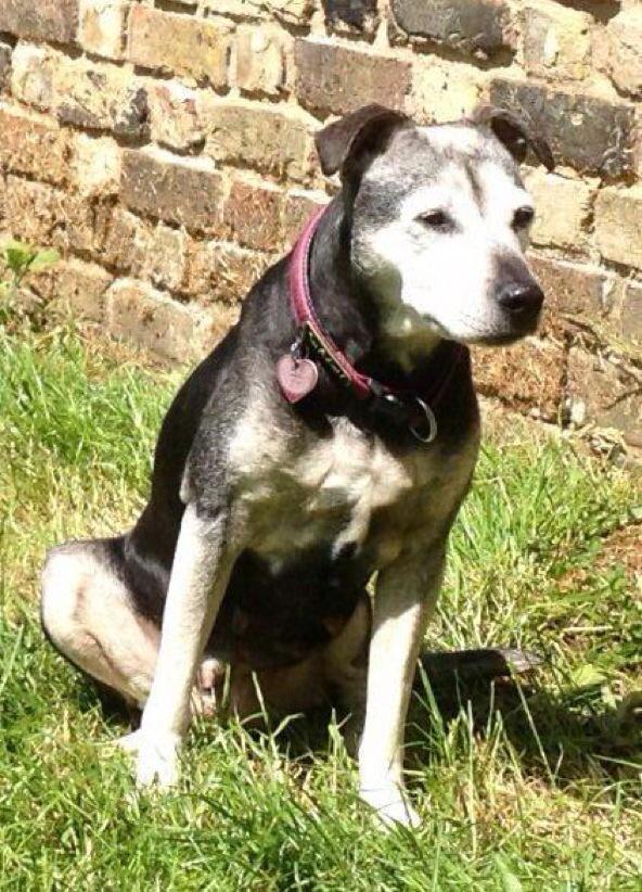 Missing Pets GB tweet media