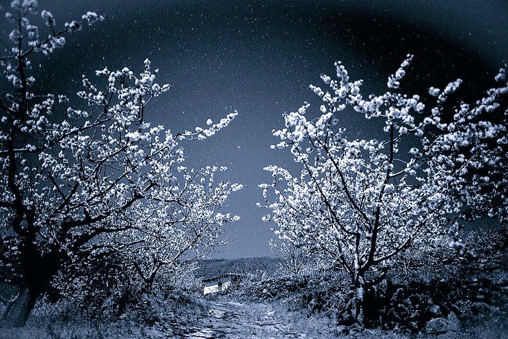 BuenasNochesES's tweet photo. #BuenasNoches #España:
Cerezos de plata a la luz de la luna.
#ValledelJerte #Cáceres #Extremadura http://t.co/gLpJHxRFf9