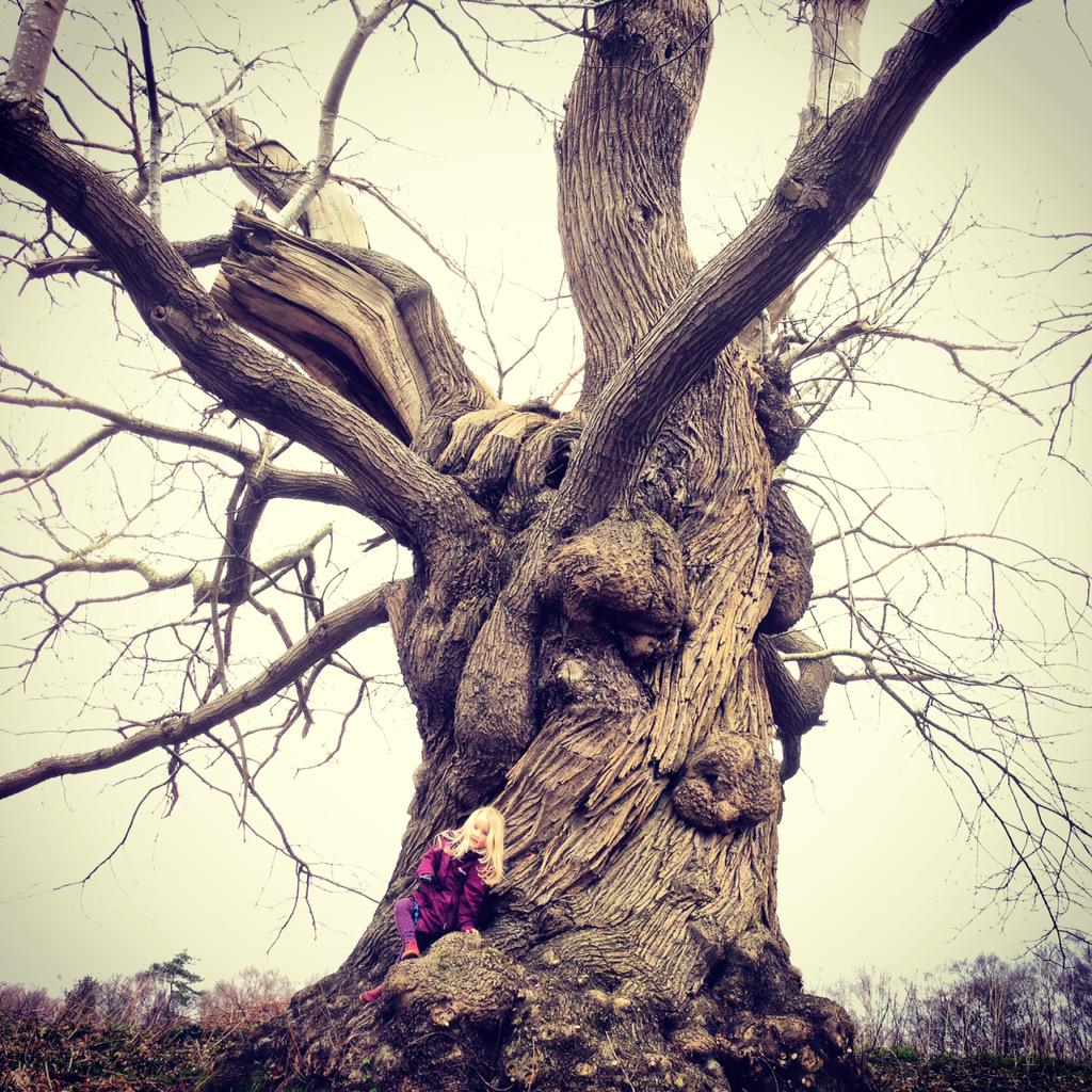 toad_stools_'s tweet photo. #sweetchestnut #ancienttree #eastsussex http://t.co/WUmzLhNykM