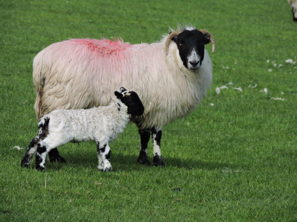 We're off, Comeragh mountain Lamb , Lambing season in full swing