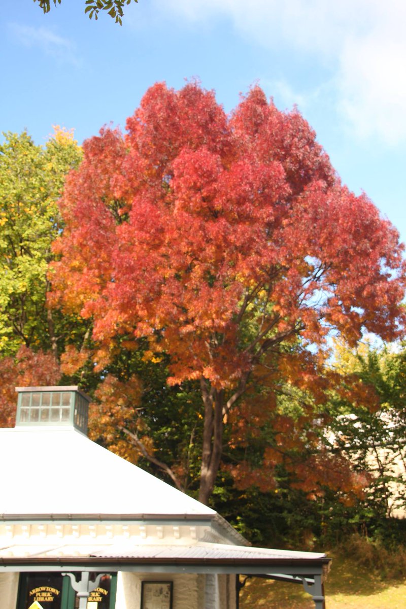 The autumn colours have arrived just in time for Friday's festival kick off!