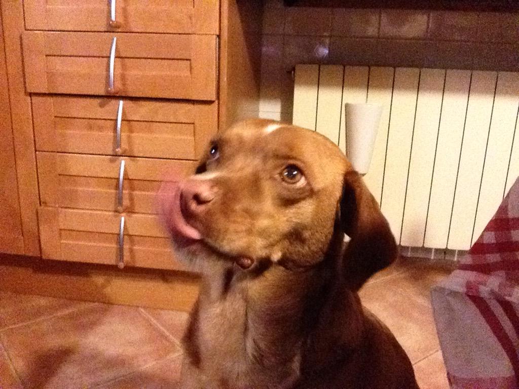 weirdEI's tweet photo. Alguien tiene hambre. 🐶🐶🐶 http://t.co/1EmWIMRFF9