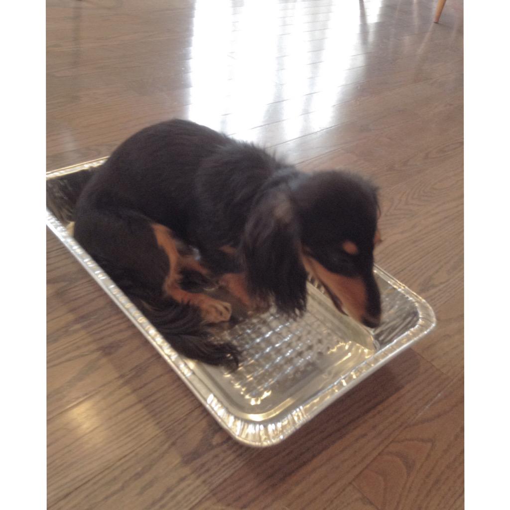 Happy Easter weiners. I'm being roasted for  dinner. #toasty #crispweiner #easterweiner