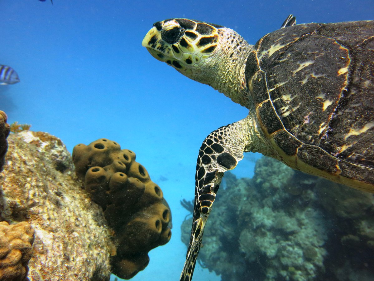 Scuba_Siren's tweet photo. Hung out with this guy underwater today...
#scuba #dive #ocean #underwater #caribbean #turtle #photography http://t.co/0ZweeXEdjw