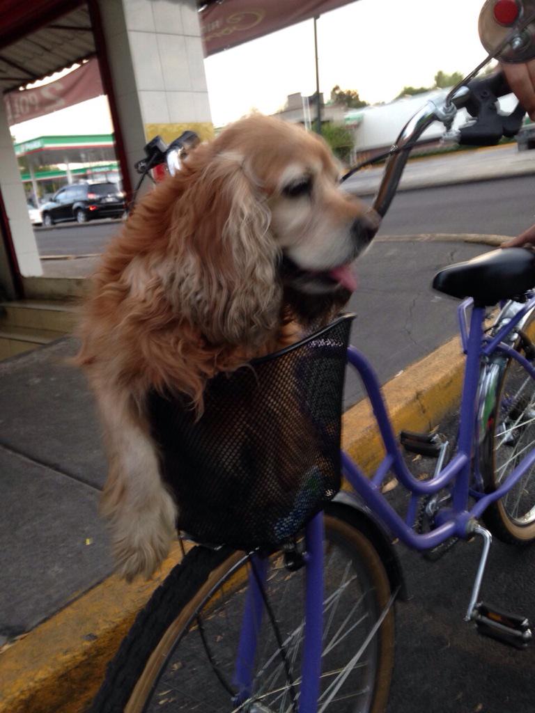 epacheco20's tweet photo. @CIUDAD_SATELITE me encontré a esta perra en San Agustín. RT por favor. http://t.co/lZcYkTcF0T