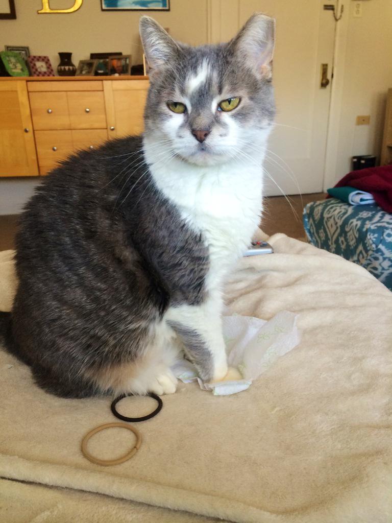 thereal_izzycat's tweet photo. My favorite things! Hair ties, paper towels, and remotes. #favoritethings #meow http://t.co/EWJzaxXIYX