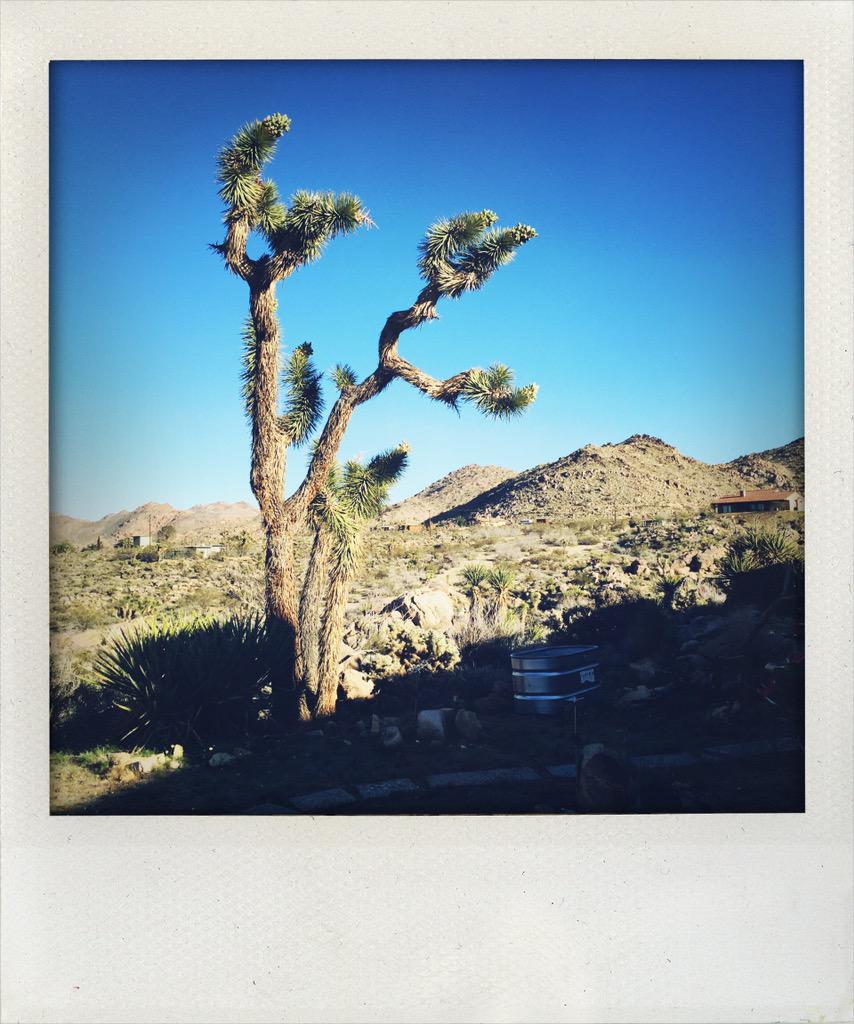 PhilippeQuaisse's tweet photo. Mon onzième séjour à Joshua Tree et de plus en plus passionné par ce désert... http://t.co/BJn2JWdlIZ