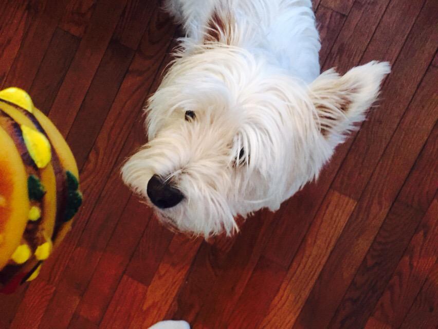 clovisgrise's tweet image. Miam! Max 67 sandwich! 🍔🍔