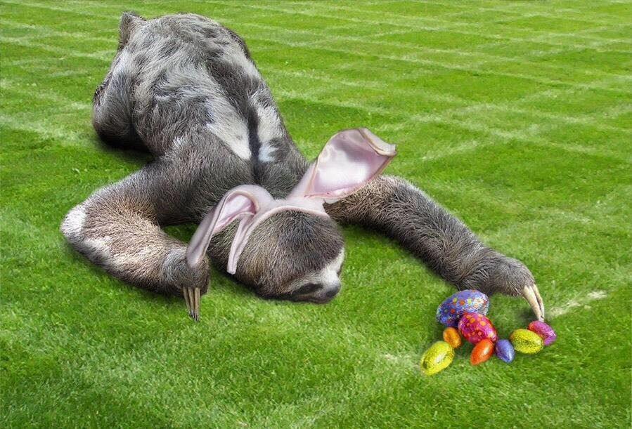 sammicarol1493's tweet photo. #eastersloth #slothsforjesus http://t.co/6xrqFaQOUk